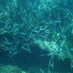 Arrecife Barrera de Posidonia